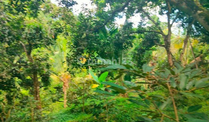 FERTILE GARDEN LAND SUITABLE FOR VILLA 1