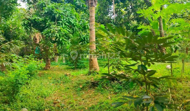 FERTILE GARDEN LAND SUITABLE FOR VILLA 2