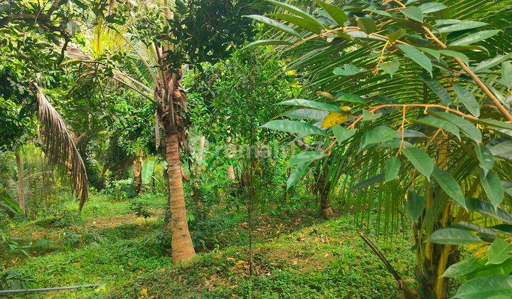 TANAH KEBUN SUBUR COCOK UNTUK VILLA 2