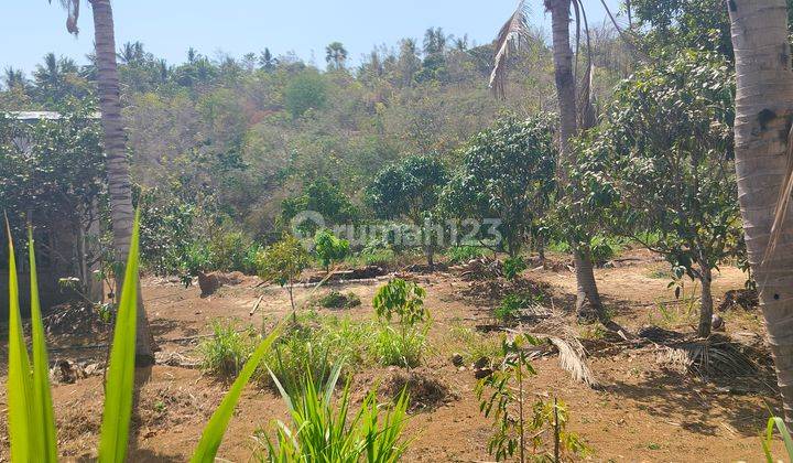  Tanah Datar Kebun Mangga Dan Durian Murah Meriah Cocok Invest 2