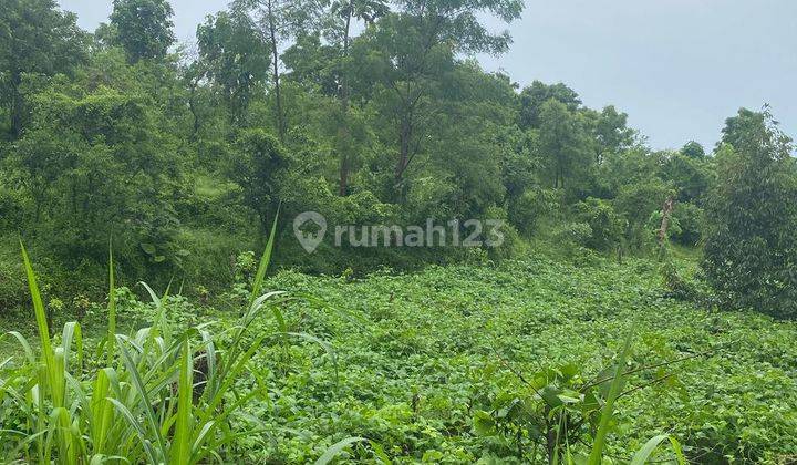61 are BUC  .hook tanah produktif dekat dengan calon bandara baru buleleng 2
