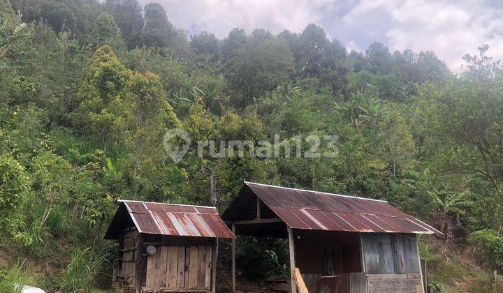 Murah 15 Jt Per Are Tanah Kebun Subur Punya Mata Air Sawan Buleleng Bali 