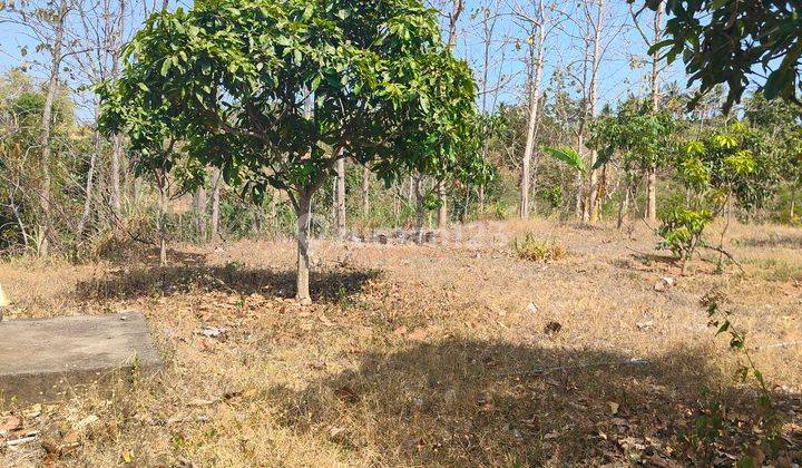  Tanah Datar Kebun Mangga Dan Durian Murah Meriah Cocok Invest 2