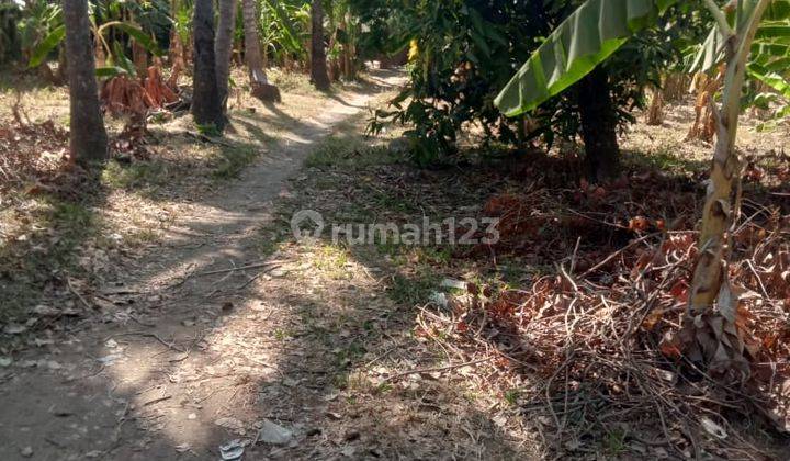 Tanah Bagus Cocok Untuk Villa Areal Kubutambhan 50 Mtr Dari Pantai 1