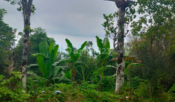 3,35 Hektar Fantastis Ocean View Desa Gobleg Buleleng Bali 2