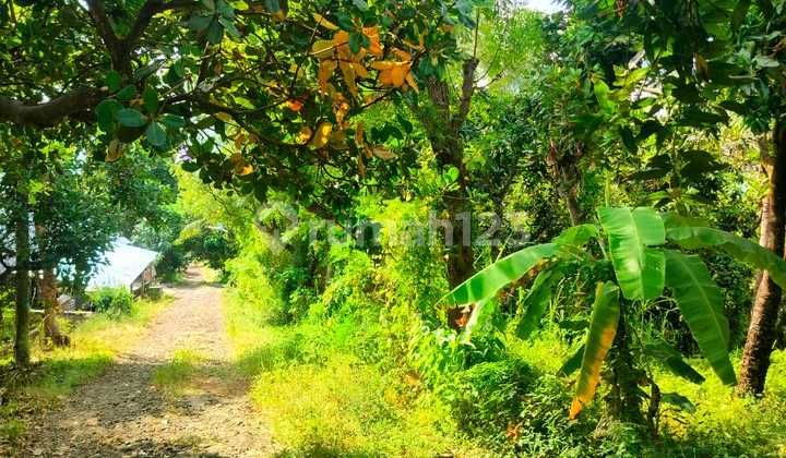 20 million/are Cheap Ocean View Full Tunjung Kubutambahan Buleleng Bali