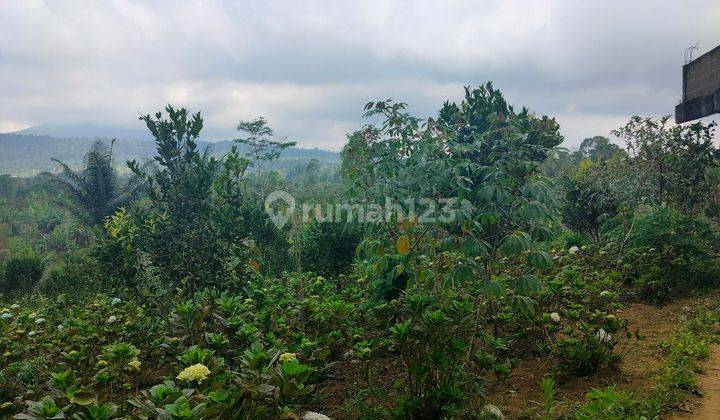 9 Hektar Tanah Istimewa Datar View Perbukitan Wisata Gobleg Wanagiri 2