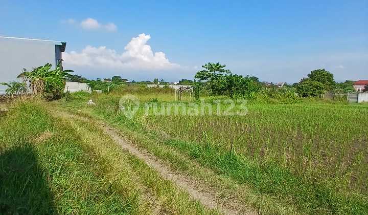 For Rent / For Sale Rice Field Land In Kedungdawa Kedawung Cirebon For Rent / For Sale Rice Field Land In Kedungdawa Kedawung Cirebon