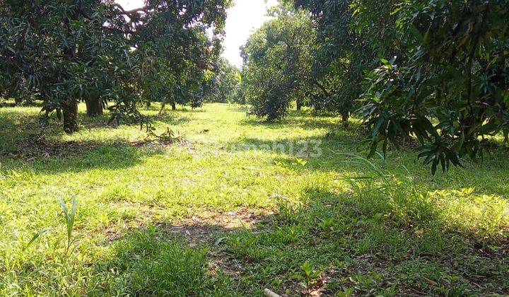 Dijual Kebun Mangga Luas di Panyingkiran, Majalengka 2