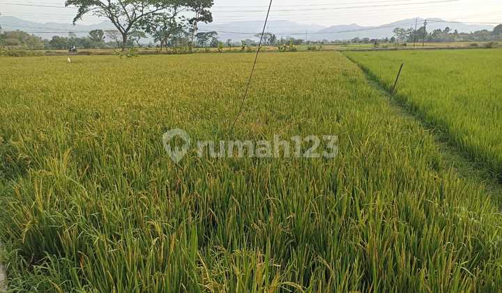 Dijual Tanah Sawah Di Ds Canan, Wedi, Klaten