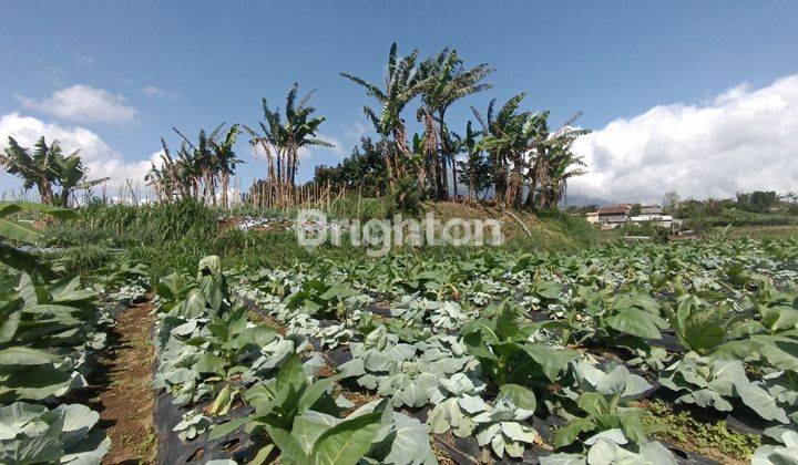 TANAH UNTUK VILLA/PERUMAHAN DI KOPENG SALATIGA 1