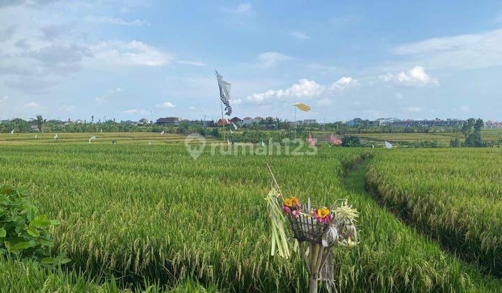 Premium Land With Rice Field View In Cemagi Area (Rental Land) 1