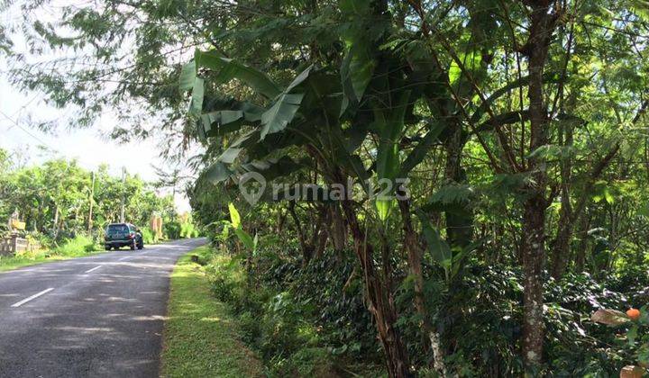 Tanah murah view gunung batur cocok untuk investasi  1