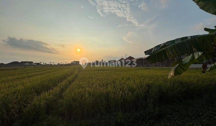 Premium Land with Rice Field View & Close to the Beach. (Rental Land) 1