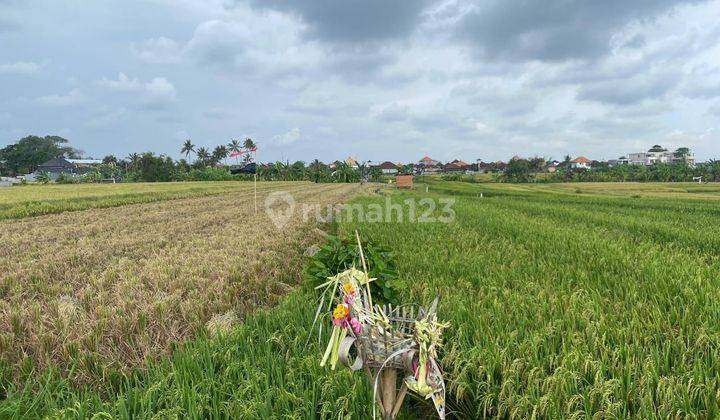 Premium Land With Rice Field View In Cemagi Area (Rental Land) 2