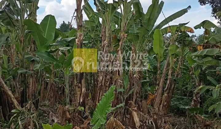 Dijual tanah di Jl.Untung Kedaung Kemiling Dijual tanah di Jl.Untung Kedaung Kemiling