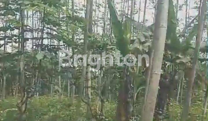 Tanah Kebun 4,5 Ha Dijual di Gebang, Purworejo – Cocok untuk Perkebunan dan Peternakan Tanah Kebun 4,5 Ha Dijual di Gebang, Purworejo – Cocok untuk Perkebunan dan Peternakan