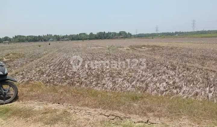 Jual Murah Tenan Tanah Sawah 2000m2 Harga 480rb/m Wates K Progo  2