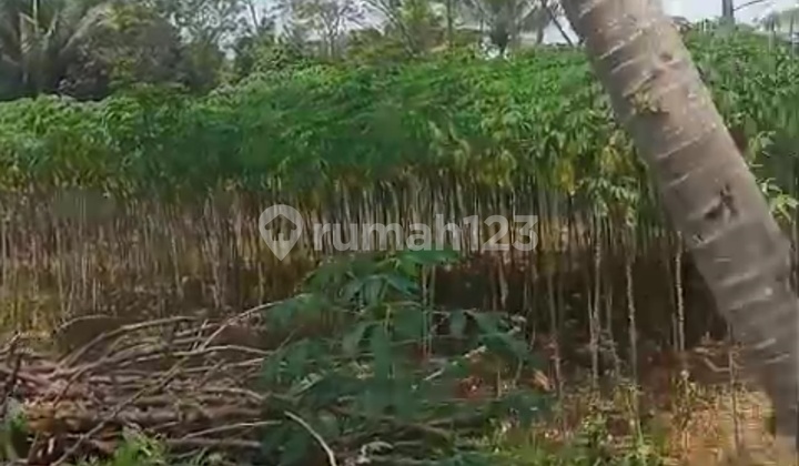 Tanah Tegalan 3 Hektar Mertoyudan Murah Dekat Kekota 