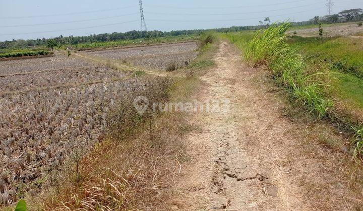 Jual Murah Tenan Tanah Sawah 2000m2 Harga 480rb/m Wates K Progo  1