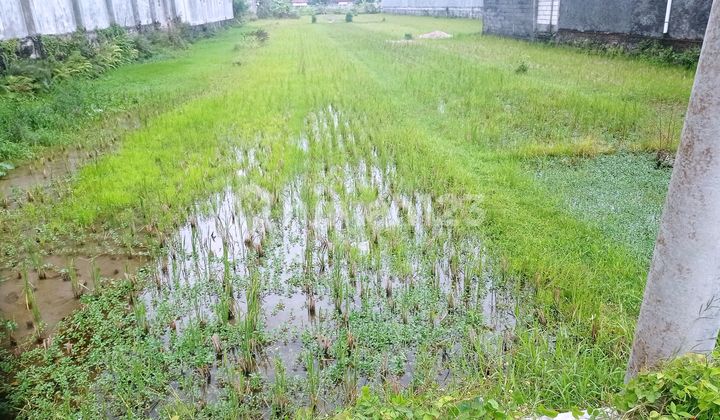 Tanah Sawah Lokasi Strategis Murah Sogan Wates Kulon Progo