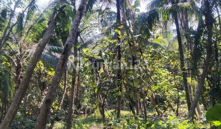 Tanah Murah Lendah 1000m2 Lendah Kulon Progo 2