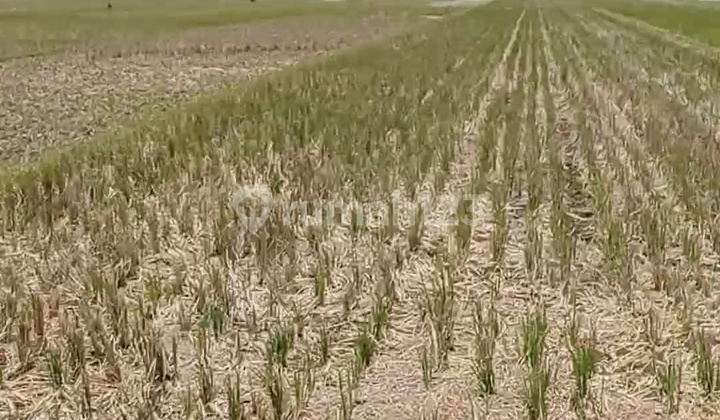 Tanah Sawah Jual Murah 470 Ribu/m) Sentolo Kulon Pro*zs 2