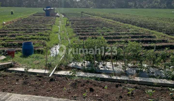 Tanah Sawah Strategis Murah Demen Temon Dkt Bandara Yia K Progo Tanah Sawah Strategis Murah Demen Temon Dkt Bandara Yia K Progo