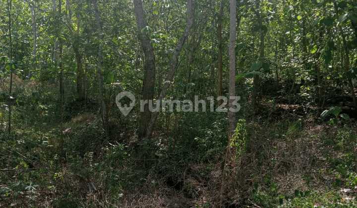 Jual Tanah 1 Heltar Murah Lendah Kulon Progo 2