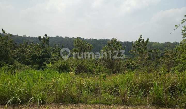 Tanah 2,3 Hektar Pengasih Lokas Bagusi Harga Murah