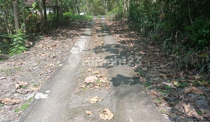 Tanah Pekarangan Murah 1612m2 Murah 400 Rb/m Lendah Kulon Progo 2