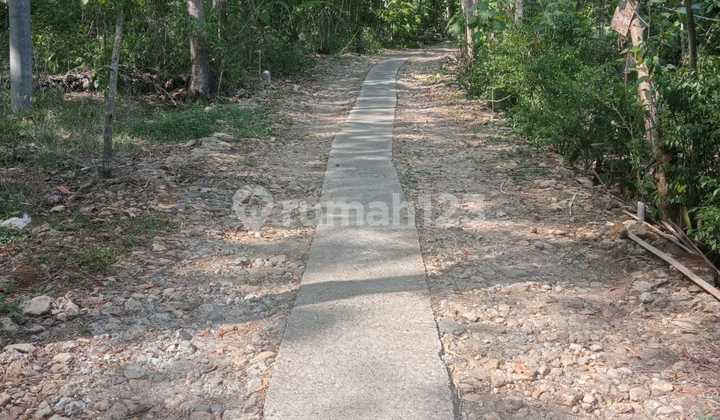 Jual Tanah 1 Heltar Murah Lendah Kulon Progo 1