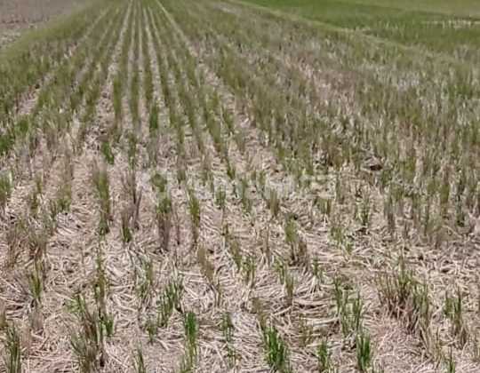 Tanah Sawah2000m2 Strategis Wates Dkt Bandara Y I A Kulon Progo