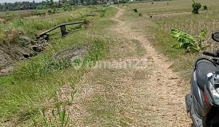 Tanah Sawah Jual Murah 470 Ribu/m) Sentolo Kulon Pro*zs 1