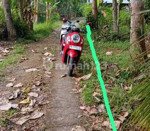 Tanah Pekarangan 1200m2 Hargater Murah Giripeni Wates Kulon Progo Tanah Pekarangan 1200m2 Hargater Murah Giripeni Wates Kulon Progo