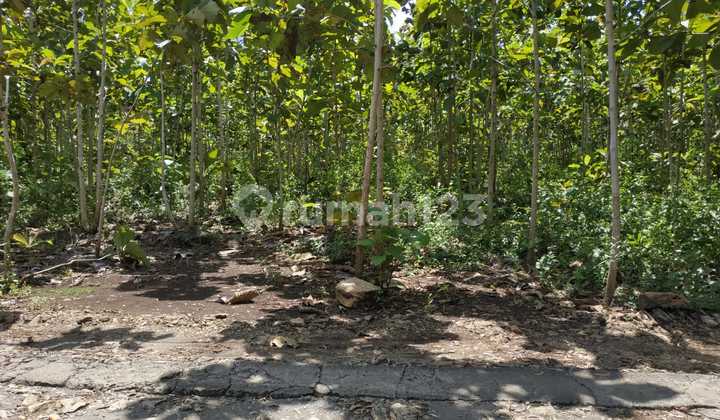 Jual Tanah Pekarangan Murah Datar Lendah Kulon Progo 2