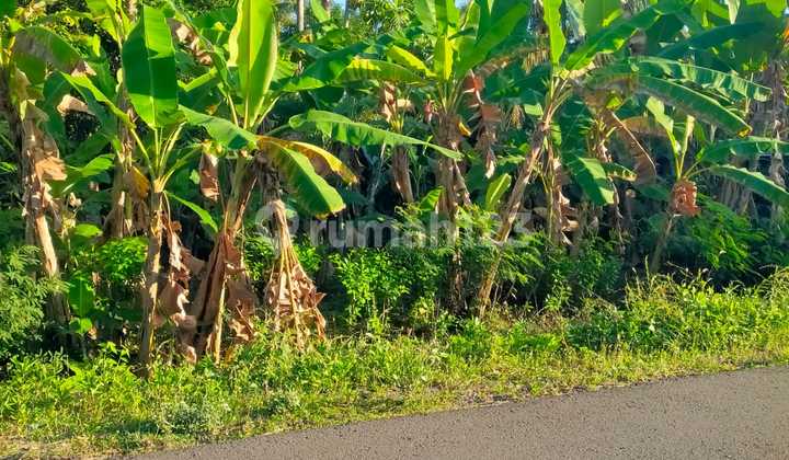 For Sale 600m2 Cheap Residential Land Cerme Panjatan Kulon Progo