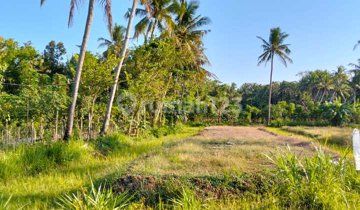 Tanahpekarangan 15 Hektar Harga Termurah Sogan Wates Kulon Progo