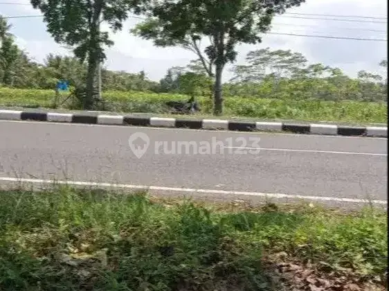 Jual Tanah Tegalan 1,7 Hektar Jalur Lintas Selatan Dandeles  1