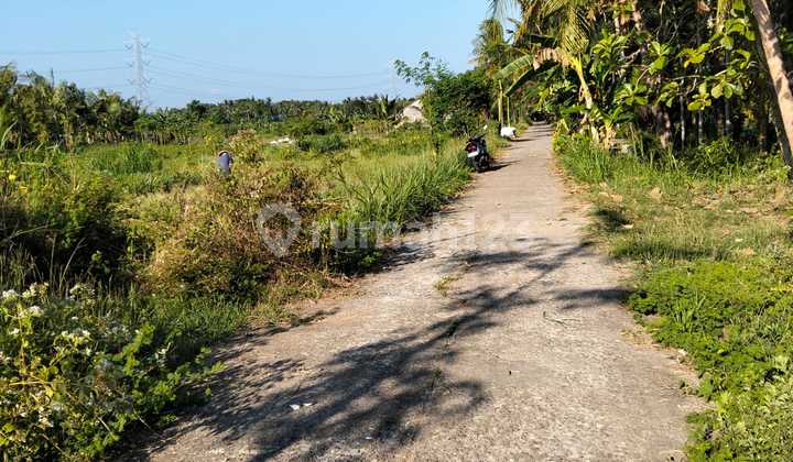 Tanahpekarangan 15 Hektar Harga Termurah Sogan Wates Kulon Progo