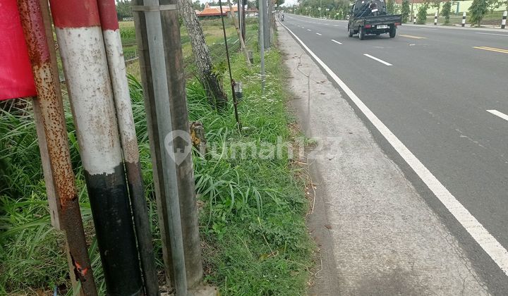 Residential Land 1500m2 Super Strategic Sogan Kulon Progo