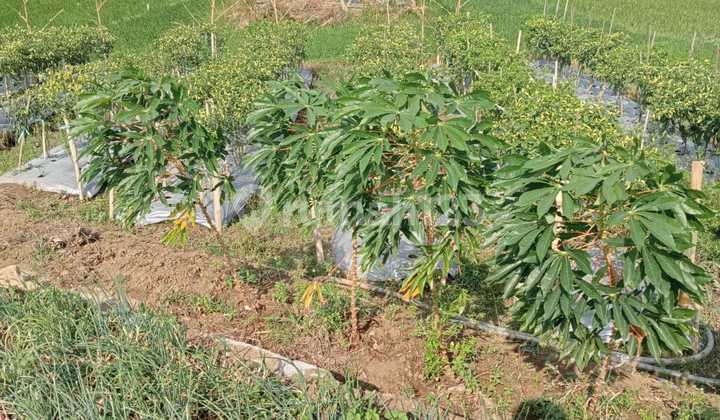 Jual Tanah Sawah  2