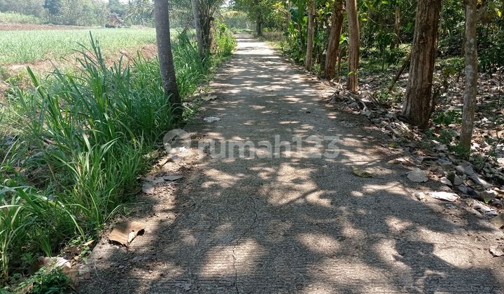 Jual Tanah Pekarangan 2000m2 Asri View Sawah & Sungai Wijimulyo