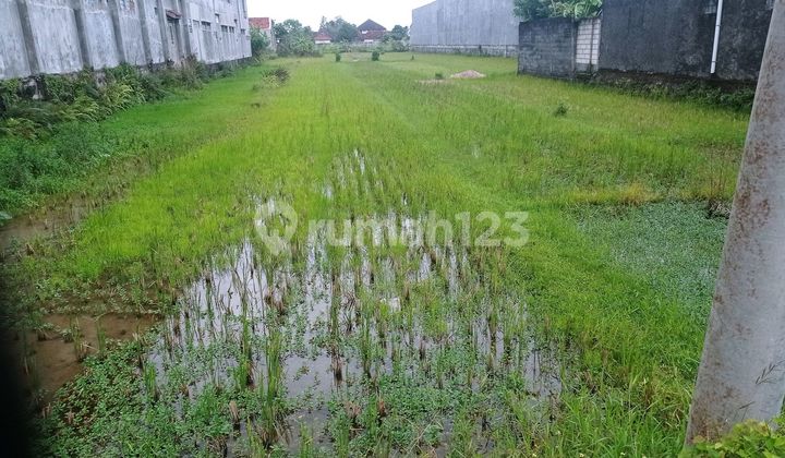 Tanah Sawah Lokasi Strategis Murah Sogan Wates Kulon Progo