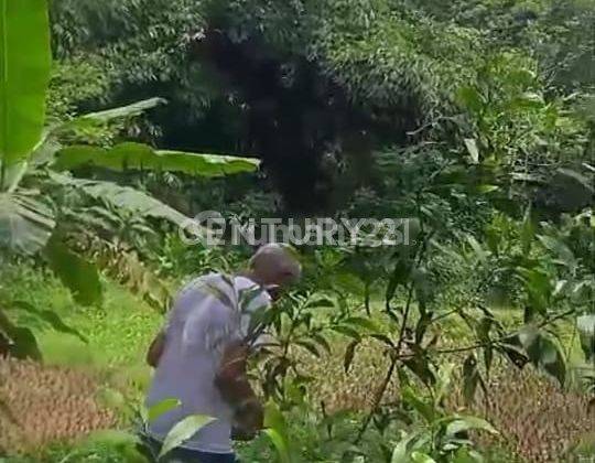 Dijual Tanah Kebun Berbukit Dekat Pasar Loji Tegal Waru Karawang 2