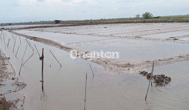 Jual Tanah Empang Krangkeng (karang Malang) Indramayu Jawa Barat 2