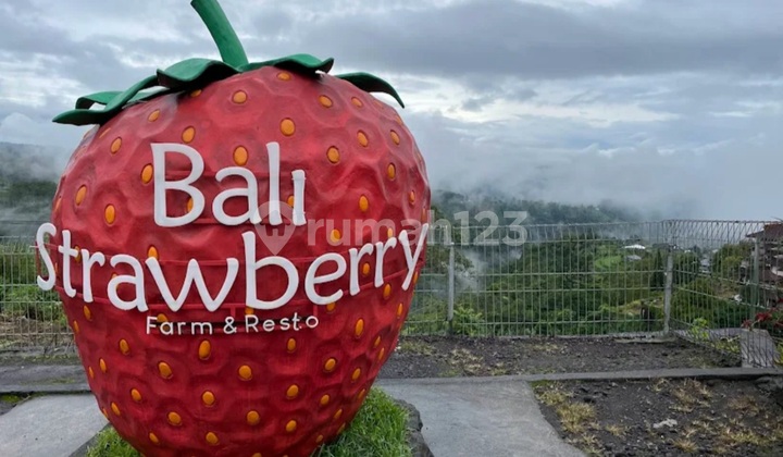 Strawberry Farm & Resto Di Bedugul, Baturiti, Tabanan Strawberry Farm & Resto Di Bedugul, Baturiti, Tabanan