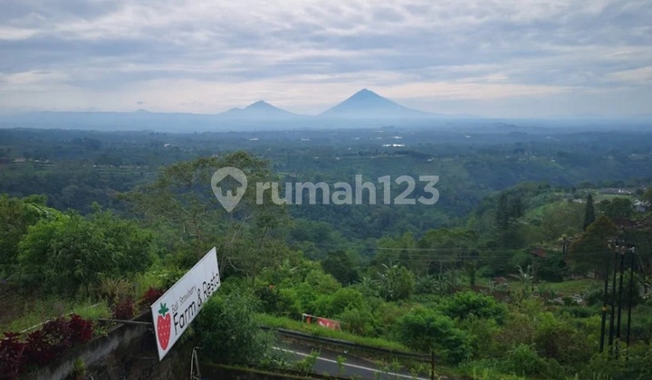 Strawberry Farm & Resto Di Bedugul, Baturiti, Tabanan Strawberry Farm & Resto Di Bedugul, Baturiti, Tabanan