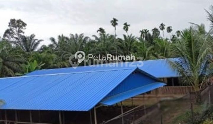 Land for Sale on Sp Sukarame Street, Sukaramae Hamlet - Langkat