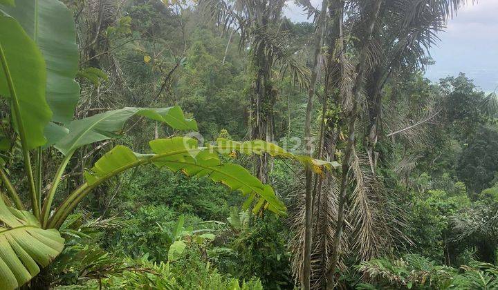 Tanah 2,8 hectare SHM Ada Kebun Cengkeh Aktif View Pegunungan  2